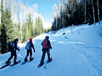 image of three people cross country skiing
